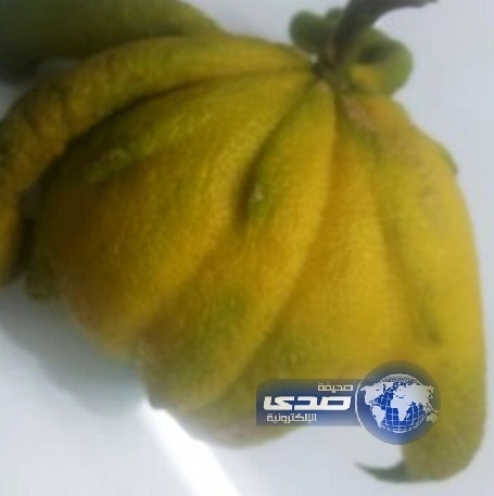 بالفيديو والصور.. سعوديَّان يعتديان بالضرب على سائق "ليموزين" بالرياض