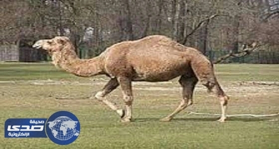 امريكية تقاضي مسؤولي موقع سياحي بسبب عضة جمل