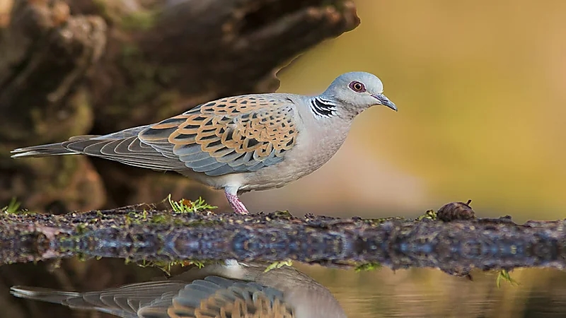 الحياة الفطرية تحذر من صيد طائر القميري:  مهدد بالانقراض عالمياً