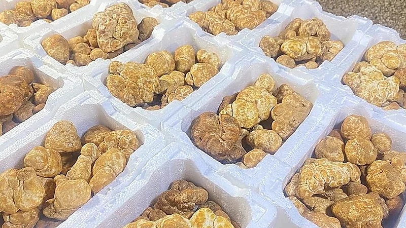 "سوق الفقع" أسعار متفاوتة وإقبال مبكر في طريف