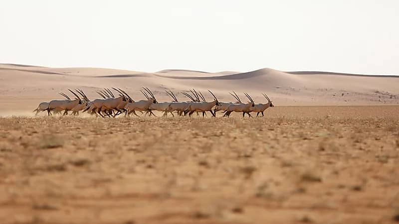 الفراج: الدوري القوي يحتاج أكثر من بطل ومنافس 