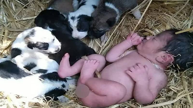 شاهد..  " كلبة"  تنقذ طفلة حديثة الولادة من الموت المحتم