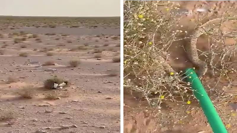 شاهد.. ردة فعل مواطن تفاجأ بأنثي طائر " أم سالم" وأفعى "أم جنيب" في الصحراء