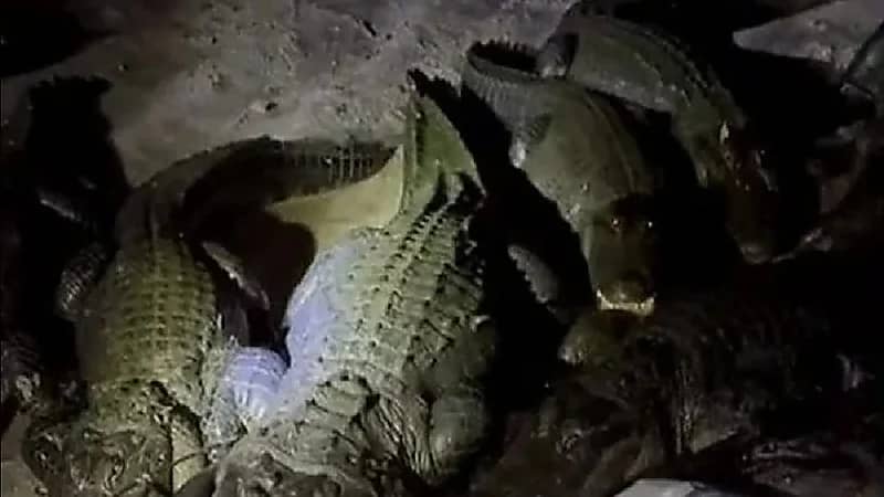 شاهد.. تماسيح تقتحم خيمة بها شابان