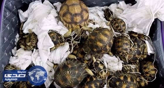 الشرطة الماليزية تضبط 330 سلحفة مهربة داخل قفص قيمتها 278 ألف دولار