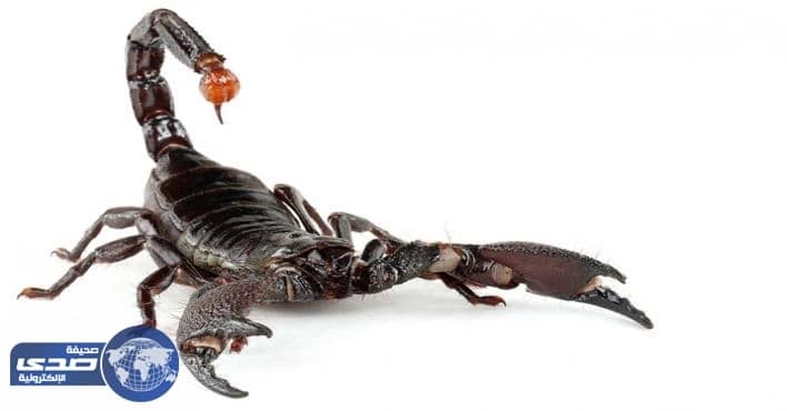 عقرب يلدغ راكباً أثناء رحلته إلى هيوستن بالطائرة