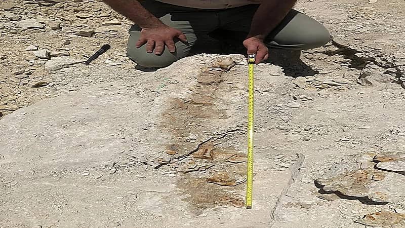 بالفيديو .. المساحة الجيولوجية: الحوت المكتشف شبه كامل ونوعه فريد