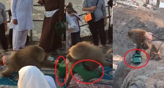 بالفيديو.. قردة تهاجم زوار جبل النور وتسلب حقائبهم