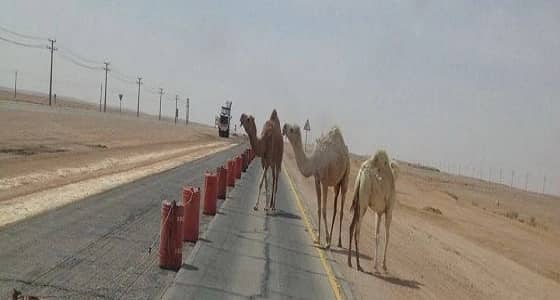 بلاغ مواطن يمنع حوادث سير بالمدينة المنورة