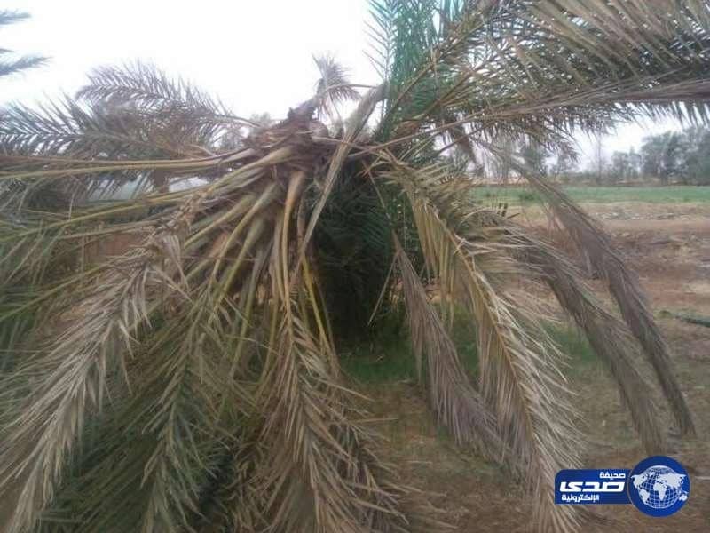 مزارعو تيماء يطالبون الزراعة بتشكيل لجنة لإيجاد حلول لـ«سوسة النخيل»