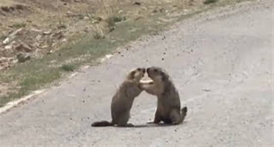 بالفيديو.. شجار عنيف بين اثنين من حيوان المرموط على أنثى