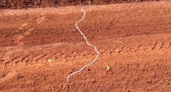 بالصور.. طابور من اليرقات يفاجأ سائق شاحنة