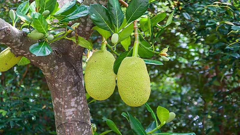 فاكهة جديدة تسيطر على مستويات السكر في الدم