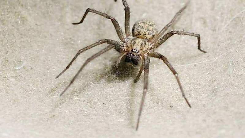 هجوم شرس لـ "عناكب" على المنازل في بريطانيا