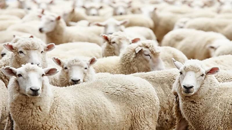 بالفيديو .. مختص: عدم الرفق بالمواشي قبل وصولها إلى المسلخ يؤثر على لحومها