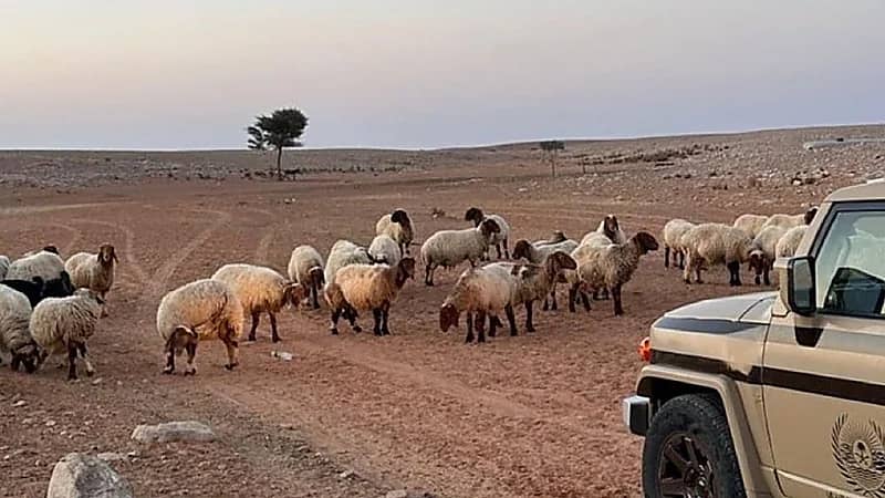 ضبط مواطن لارتكابه مخالفة رعي بمحمية الإمام عبدالعزيز الملكية
