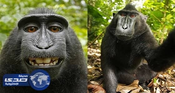 إنهاء نزاع دار في المحاكم لعامين على صورة سيلفي التقطها قرد