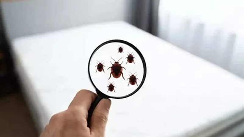 طرق بسيطة للتحقق من بق الفراش في غرفة الفندق أو المنزل