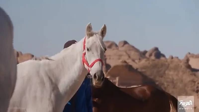 شاهد..سر ارتباط الخيل بتاريخ محافظة العلا