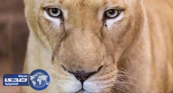 " حيوان مفترس " في شارع بالمكسيك