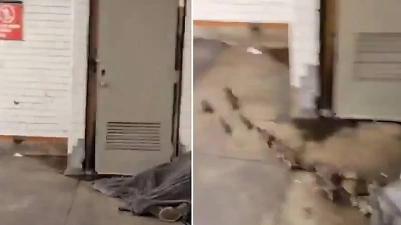 عشرات الفئران تنام بجوار متشرد.. فيديو