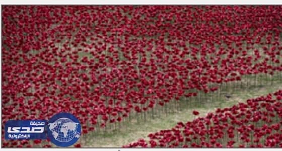 بلومبرج: بذور الخشخاش الأحمر ليست سامة في شحنات القمح الأوروبية