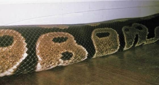 أفعى تثير جدلا واسعا بجلدها المنقوش