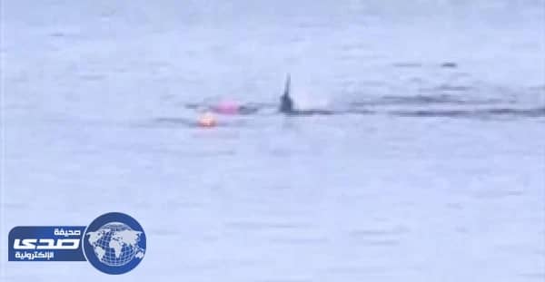 بالفيديو .. أسرة تنقذ راكب " كاياك " من هجوم مروع لقرش