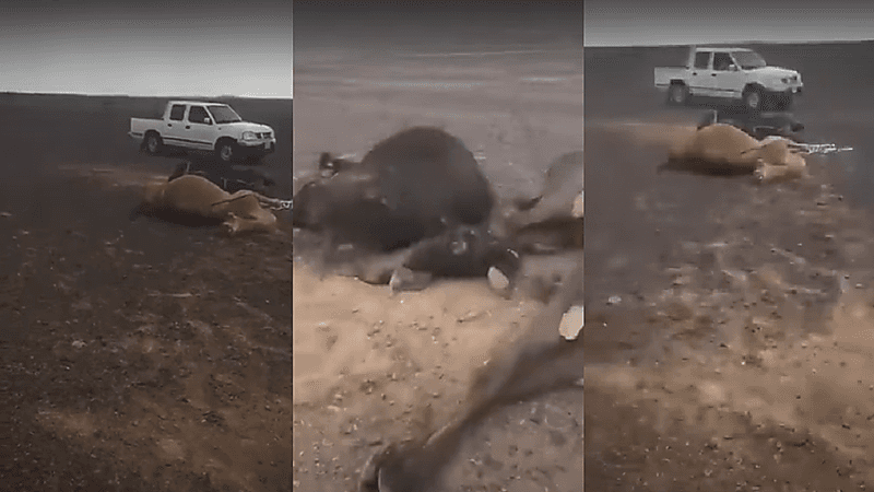 شاهد.. نفوق عدد من الإبل إثر صاعقة رعدية غرب عفيف