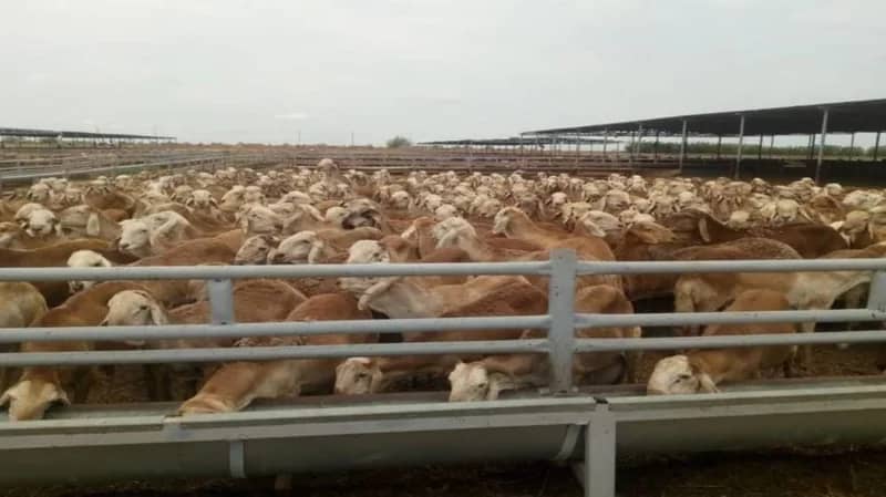 السودان تستأنف صادر المواشي الحية إلى المملكة