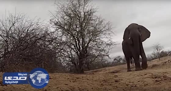 ⁠⁠⁠⁠⁠بالفيديو.. فيل يسرق كاميرا من مرشد سفاري