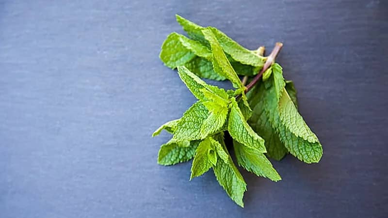 عشبة "القطف" تقضي على الكسل والخمول