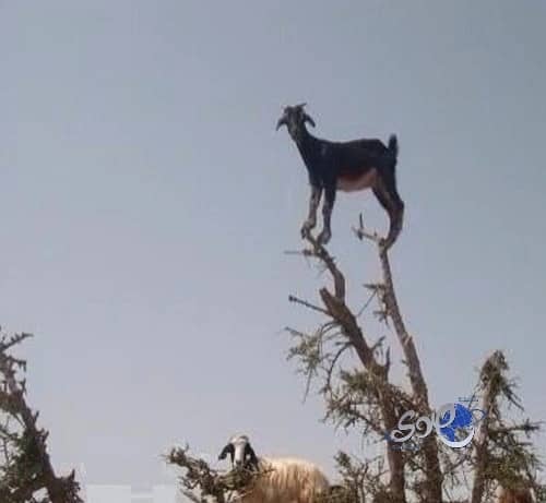 من يدفع أكثر !!