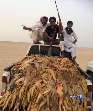 شباب يصطادون كميات مهولة من "الضبان".. واستنكار من المعلقين