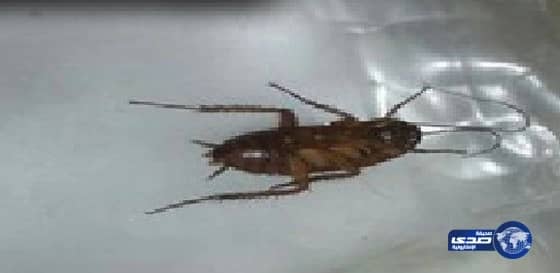 صراصير في مطعم في القوز