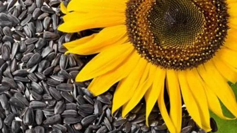 خبيرة تغذية تحذر من خطورة أكل بذور عباد الشمس