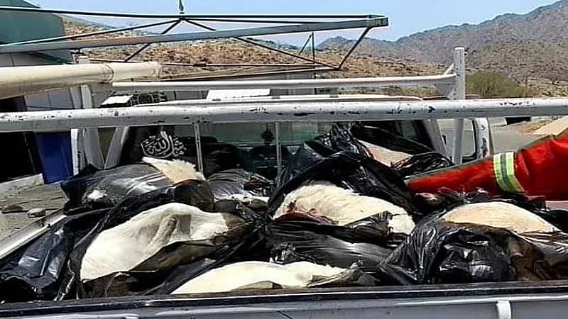 بالصور.. إحباط عملية نقل لأضاحي فاسدة قادمة من مكة