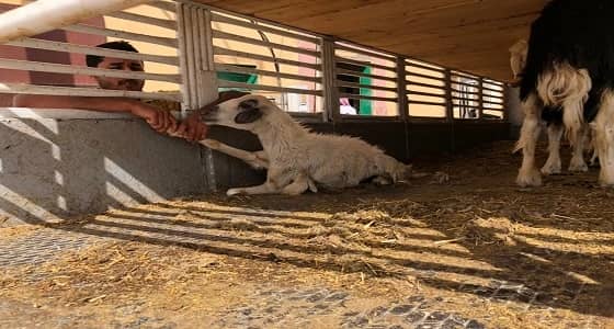 بلدية الحصينية تضبط سيارة محملة بـ17 رأس من الأغنام المريضة