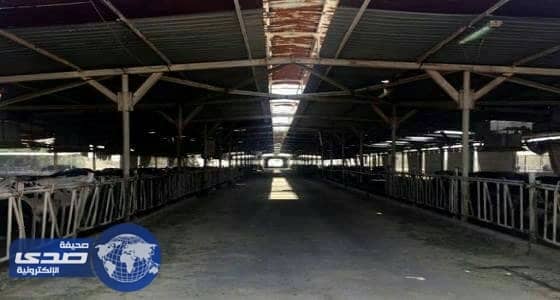 مزرعة أبقار في صحراء قطر تواجه صعوبات بسبب المقاطعة