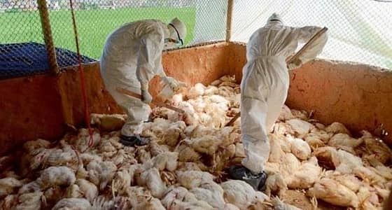 إنفلونزا الطيور تضرب شمال إيران