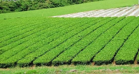 " البيئة " تستعين بالمسح الفضائي لترشيد المياه ..وتتوعد زارعي الأعلاف