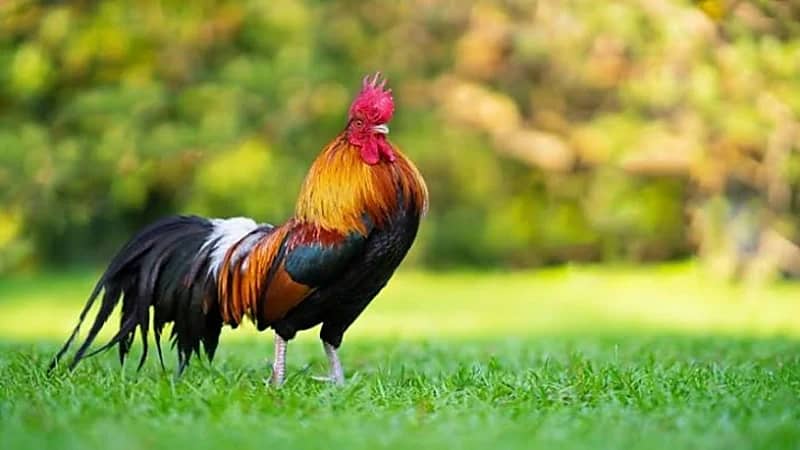 زوجان يدخلان في نزاع قضائي ضد جارهما بسبب ديك