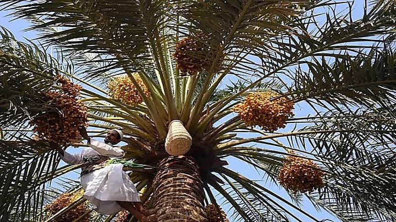 علاقة "النخيل" بالدولة السعودية الأولى