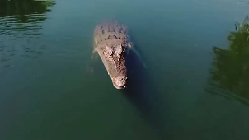 شاهد .. تمساح مفترس يقفز في الهواء ويبتلع طائرة