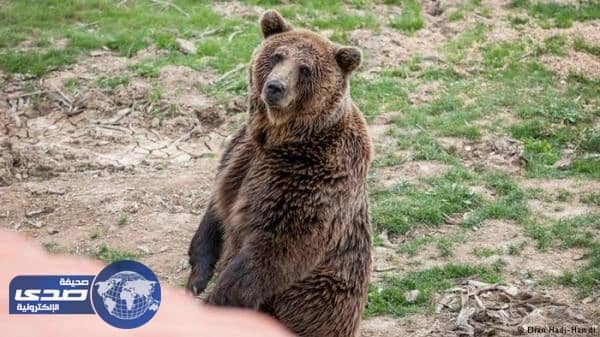 دب يلتهم يد طفل فلسطيني في رحلة مدرسية