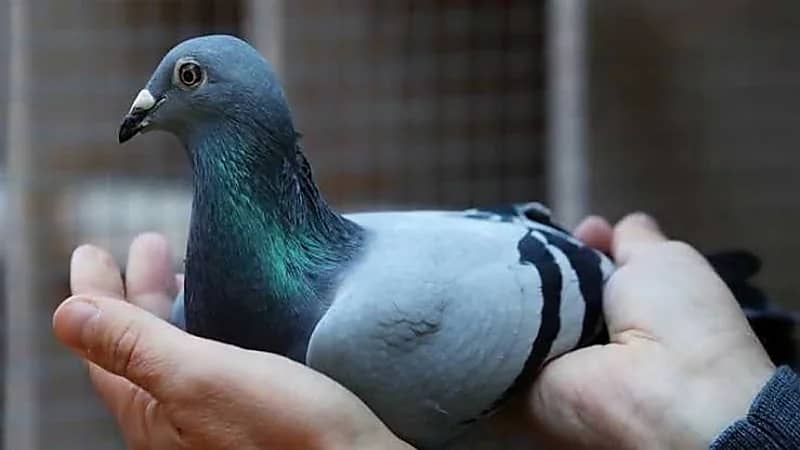 جدل في العراق بسبب فيديو لشخص يفصل رأس حمامة بيده