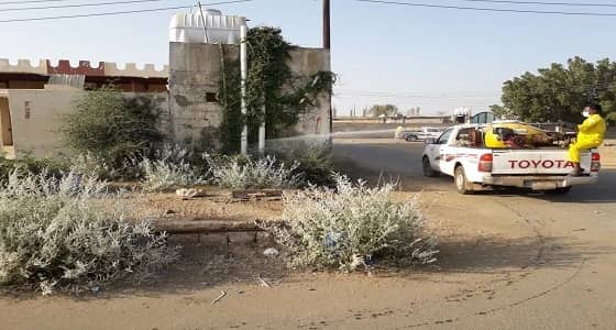 بالصور.. قرى القفل تكافح الحشرات بالمبيدات