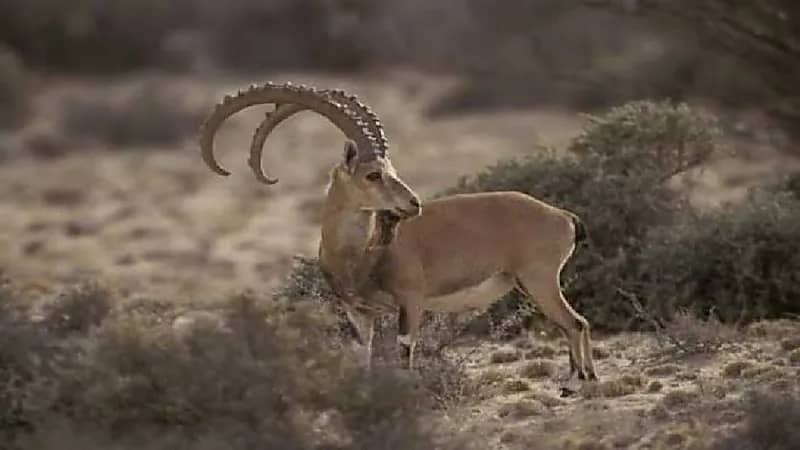 شاهد .. وعول جبلية تتجول في محمية شدا الأعلى بالباحة