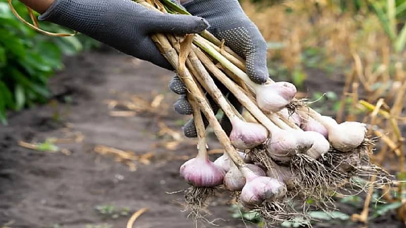 الخضيري: الثوم الحساوي يعالج السرطان كذب