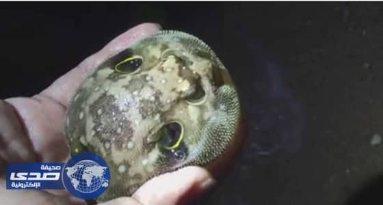 وجه " للينفوخية " مدافعاً عن نفسه